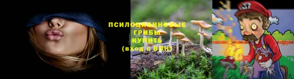 PSILOCYBIN Бородино